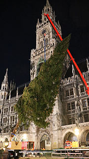 Um 6 Uhr begann man mit der Aufstellung des Christbaums aus Farchant auf dem Marienplatz (&copy;Foto:  Martin Schmitz)